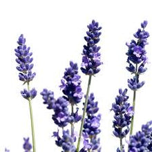 Camylle Lavendel stoomgeur 100% natuurlijk - helend